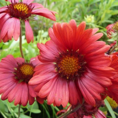 Gaillarde Burgunder - Leaderplant