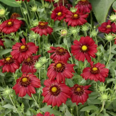 Gaillarde Burgunder - Leaderplant