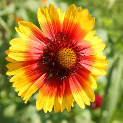 Gaillarde Kobold - Leaderplant