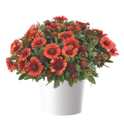 Gaillarde Gusto ® Paprika - Leaderplant