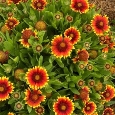 Gaillarde Gusto ® Sweet Chili - Leaderplant