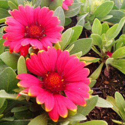 Gaillarde Gusto ® Paprika - Leaderplant