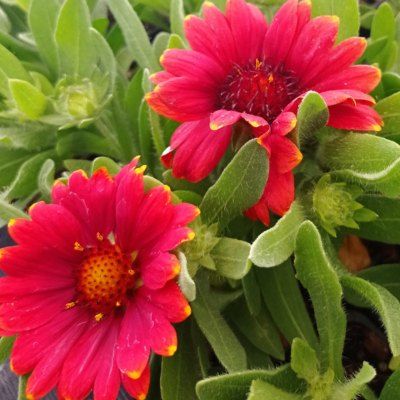 Gaillarde Gusto ® Paprika - Leaderplant