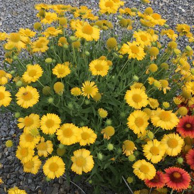 Gaillarde Sun Buddies Gold ® - Leaderplant