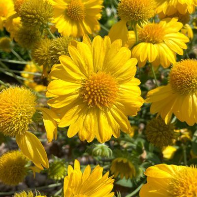 Gaillarde Sun Buddies Gold ® - Leaderplant