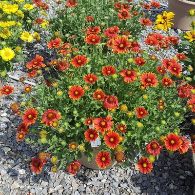 Gaillarde Sun Buddies Red ® - Leaderplant