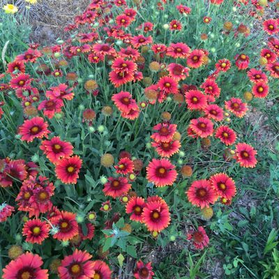 Gaillarde Sun Buddies Red ® - Leaderplant