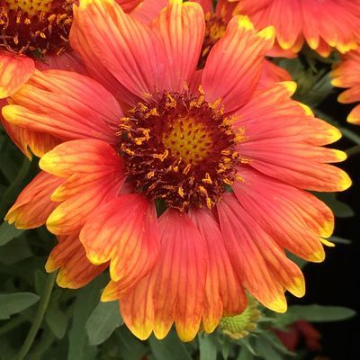 Gaillarde Sun Buddies Red ® - Leaderplant