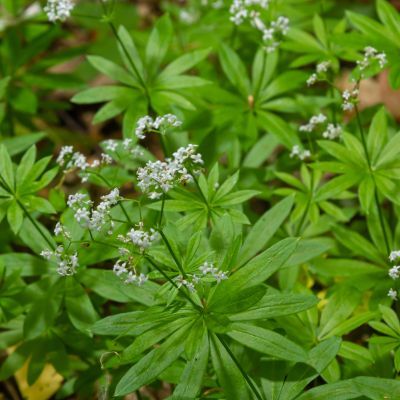 Aspérule odorante - Gaillet odorant - Leaderplant