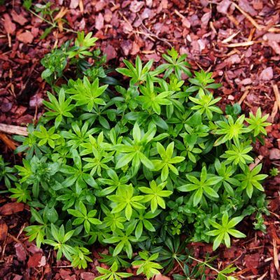 Aspérule odorante - Gaillet odorant - Leaderplant