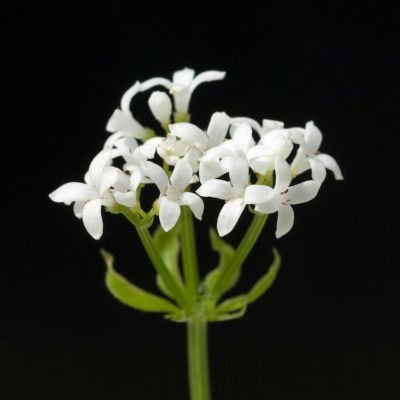 Aspérule odorante - Gaillet odorant - Leaderplant