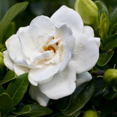 Gardénia Crown Jewel - Jasmin du cap - Leaderplant