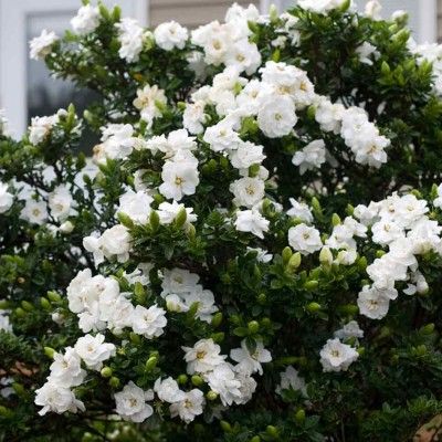 Gardénia Crown Jewel - Jasmin du cap - Leaderplant