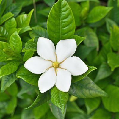Gardénia Kleim's Hardy - Leaderplant