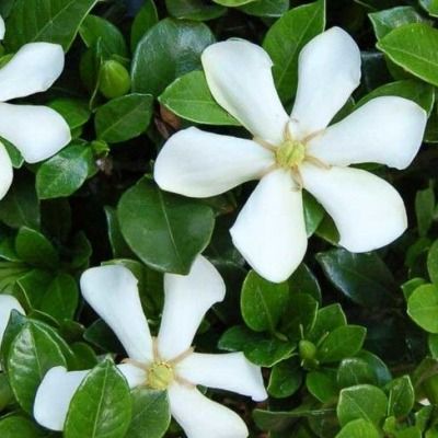 Gardénia rustique Pinwheel  - Leaderplant