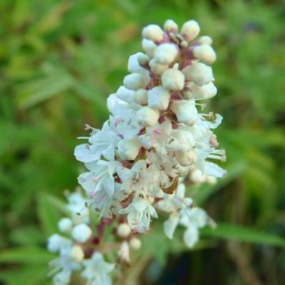 Gattilier - Arbre au poivre Blanc - Leaderplant