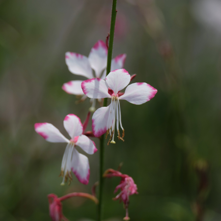 Gaura Bicolor en mini-motte - Leaderplant