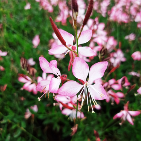 Gaura Bicolor en mini-motte - Leaderplant