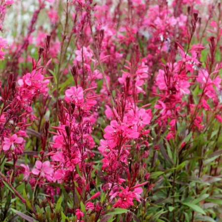 Gaura rose Flamingo Pink ®   - Leaderplant