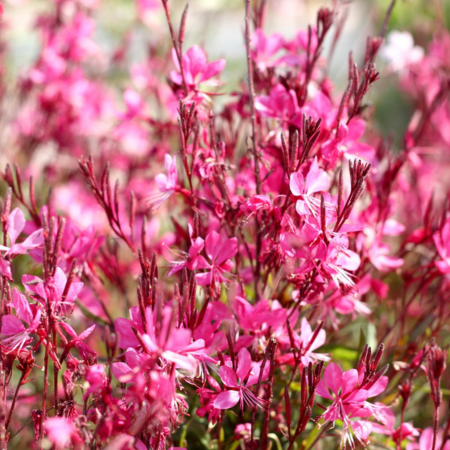 Gaura rose Flamingo Pink ®   - Leaderplant