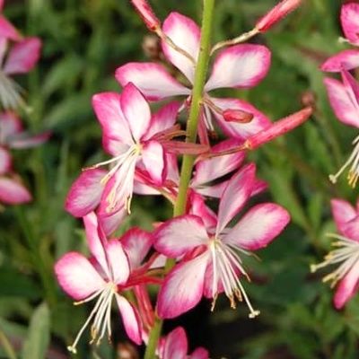 Gaura Bicolor - Leaderplant