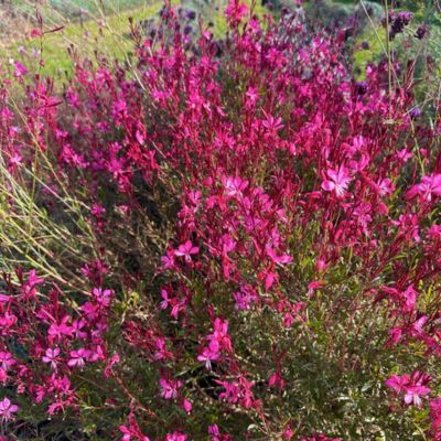 Gaura à fleurs rouges - Leaderplant