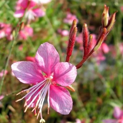 Gaura Rose Compact Blush Pink - Leaderplant