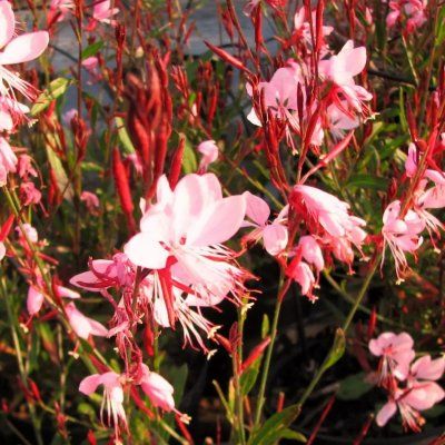 Gaura Rose Compact Blush Pink - Leaderplant