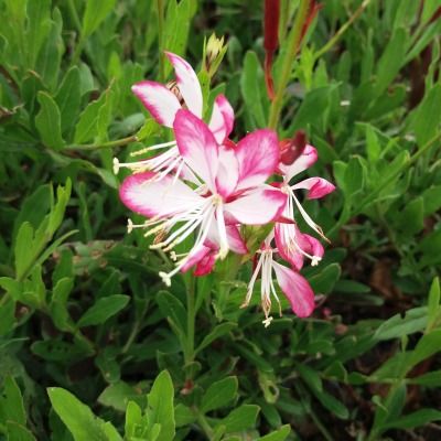 Gaura 'Rosy Jane' ® - Leaderplant