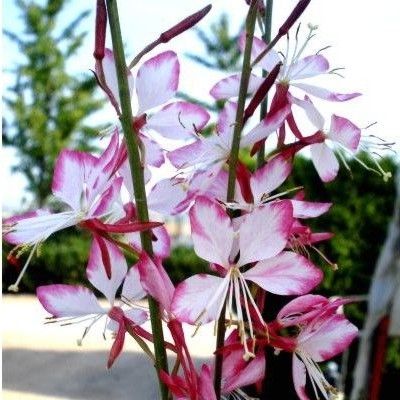 KIT Balconnière au Soleil - Leaderplant