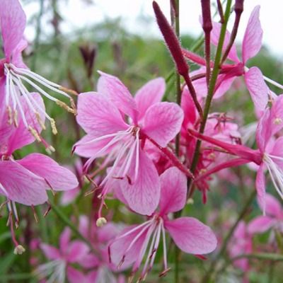 Gaura à fleurs roses - Leaderplant
