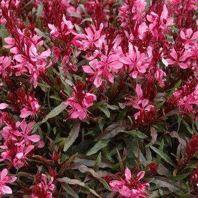 Gaura à fleurs roses - Leaderplant