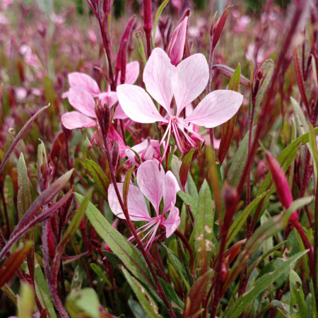 Gaura naine Steffie Dark Rose ® en mini-motte - Leaderplant