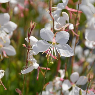Gaura Steffi White ® - Leaderplant