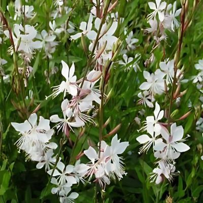 Gaura Steffi White ® - Leaderplant