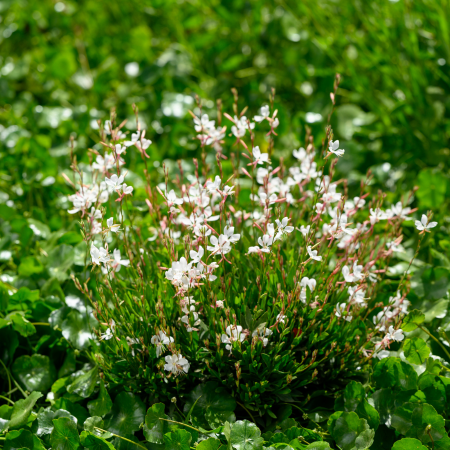Gaura Steffi White ® en mini-motte - Leaderplant