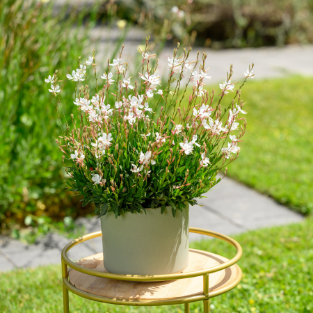 Gaura Steffi White ® en mini-motte - Leaderplant