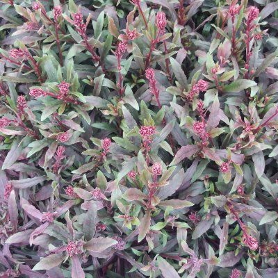 Gaura naine Steffie Dark Rose ® - Leaderplant