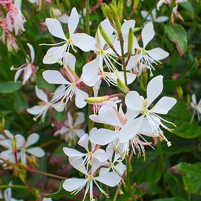 Gaura White Dove ® - Leaderplant