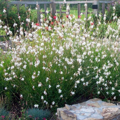 Gaura blanche - Leaderplant