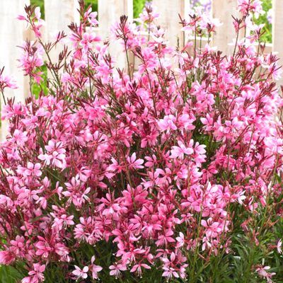 Gaura naine Steffie Dark Rose ® - Leaderplant