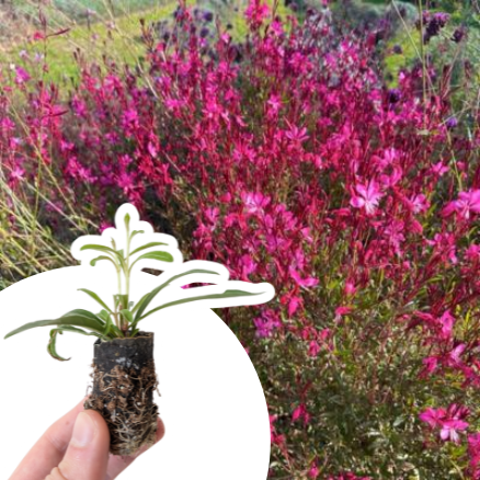 Gaura à fleurs rouges en mini-motte  - Leaderplant