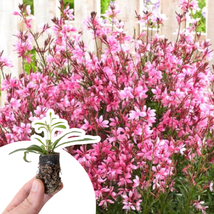 Gaura naine Steffie Dark Rose ® en mini-motte - Leaderplant