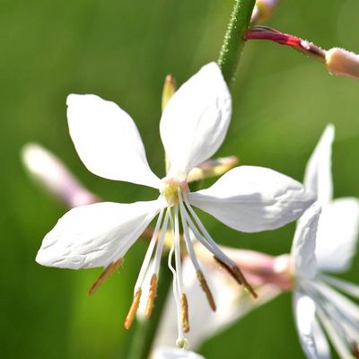 Gaura à fleurs blanches - Leaderplant