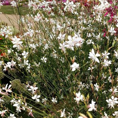 Gaura à fleurs blanches - Leaderplant