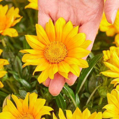 Gazania Suncarpet ® - Leaderplant