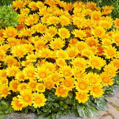 Gazania Suncarpet ® - Leaderplant