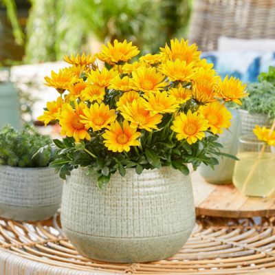 Gazania Suncarpet ® - Leaderplant