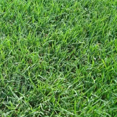 Gazon des Bermudes - Leaderplant