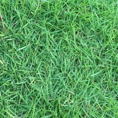 Gazon des Bermudes - Leaderplant